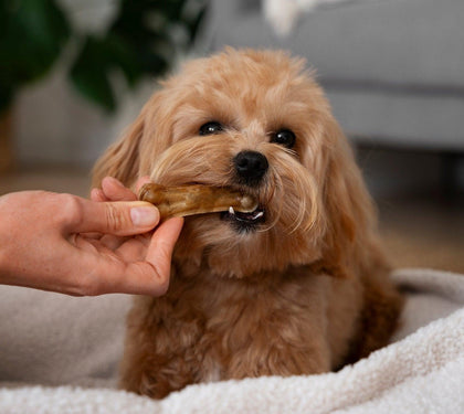 Top 4 Trending Pet Supplies from Outdoor Style Co. for Happy and Healthy Pets - Outdoor Style Company