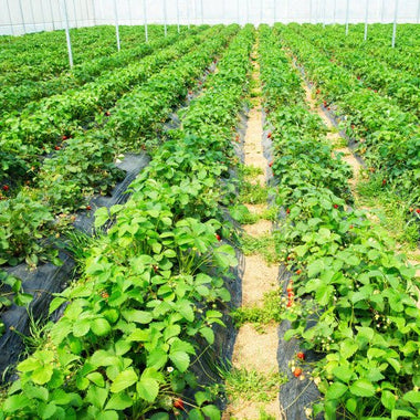  - 6.5 x 330/4 x 250/6 x 300 Feet Weed Barrier Landscape Fabric - Outdoor Style Company